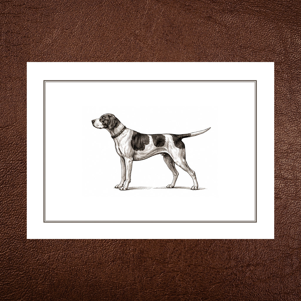 English Pointer Greeting Card